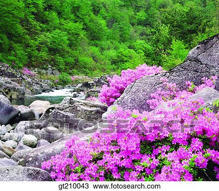 Korea, scene, scenery, landscape, valley, mountain, flower View Large Photo Image Stock Image - Korea, scene, scenery, landscape, valley, mountain, flower. Fotosearch