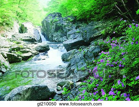 Stock Image - Korea, scene, scenery, landscape, valley, mountain, flower. Fotosearch