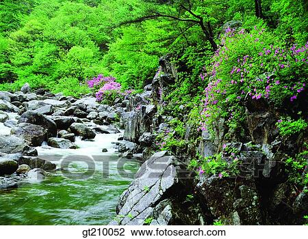 Stock Image - Korea, scene, scenery, landscape, valley, mountain, flower. Fotosearch