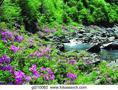 Stock Image - Korea, scene, scenery, landscape, valley, mountain, flower. Fotosearch