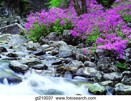 Korea, scene, scenery, landscape, valley, mountain, flower View Large Photo Image Stock Photo - Korea, scene, scenery, landscape, valley, mountain, flower. Fotosearch