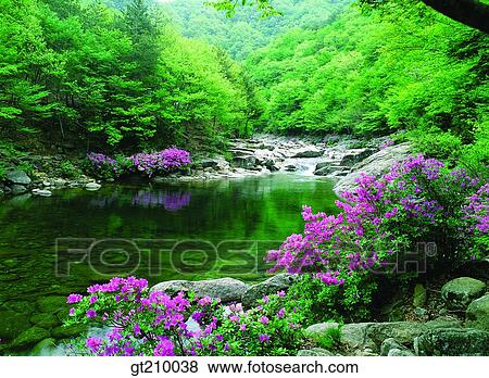 Korea, scene, scenery, landscape, valley, mountain, flower View Large Photo Image Stock Photo - Korea, scene, scenery, landscape, valley, mountain, flower. Fotosearch