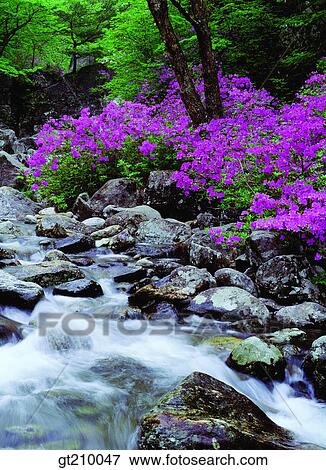 Korea, scene, scenery, landscape, valley, mountain, flower View Large Photo Image Stock Photo - Korea, scene, scenery, landscape, valley, mountain, flower. Fotosearch
