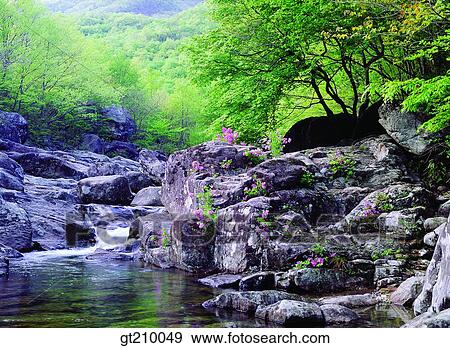 Korea, scene, scenery, landscape, valley, mountain, flower View Large Photo Image Stock Photo - Korea, scene, scenery, landscape, valley, mountain, flower. Fotosearch