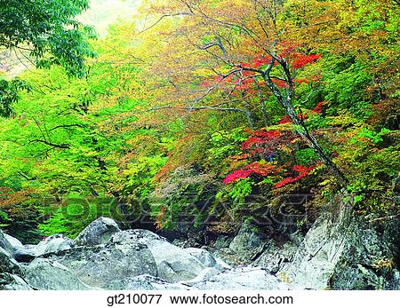Stock Photo - Korea, scene, scenery, landscape, valley, mountain, tree. Fotosearch