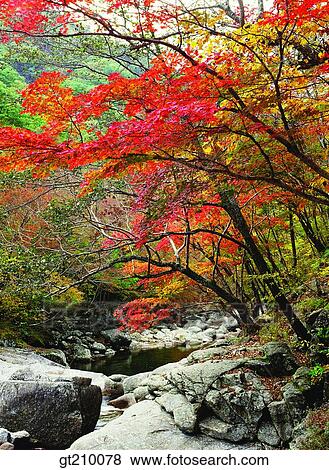 Stock Photo - Korea, scene, scenery, landscape, valley, mountain, tree. Fotosearch