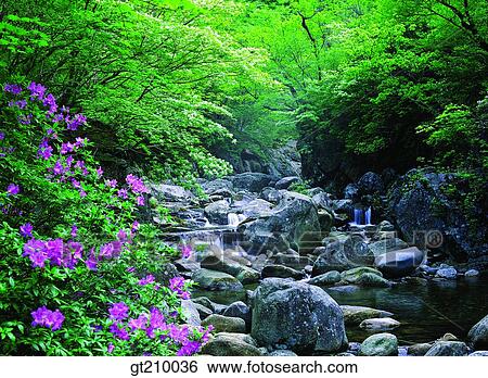 Korea, scene, scenery, landscape, valley, mountain, flower View Large Photo Image Stock Photograph - Korea, scene, scenery, landscape, valley, mountain, flower. Fotosearch