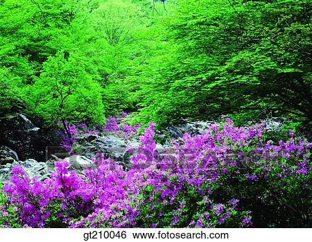 Stock Photograph - Korea, scene, scenery, landscape, mountain, flower, azalea. Fotosearch