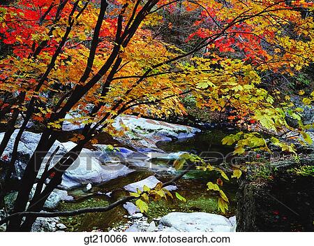 Korea, scene, scenery, landscape, valley, mountain, tree View Large Photo Image Stock Photograph - Korea, scene, scenery, landscape, valley, mountain, tree. Fotosearch