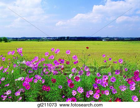 fall, autumn, rice field, paddy field, paddy, rice, field View Large Photo Image Stock Image - fall, autumn, rice field, paddy field, paddy, rice, field. Fotosearch