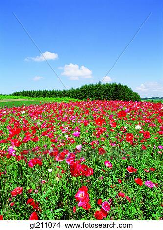 Picture - poppy, Poppy garden, popppy, flower farm, flower garden, garden, flower farmpoppy. Fotosearch
