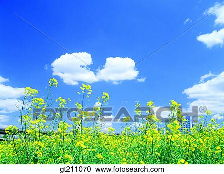 Rape Flower Sky Cloud Clouds Garden Stock Image Gt Fotosearch