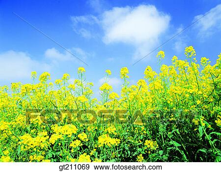 rape flower, sky, cloud, clouds, garden View Large Photo Image Stock Photo - rape flower, sky, cloud, clouds, garden. Fotosearch