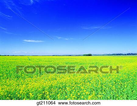 rapegarden, flower farm, flower garden, rape flower, garden View Large Photo Image Picture - rapegarden, flower farm, flower garden, rape flower, garden. Fotosearch