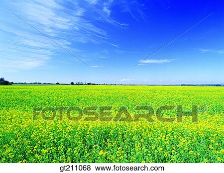 Stock Photo - rapegarden, flower farm, flower garden, rape flower, garden. Fotosearch