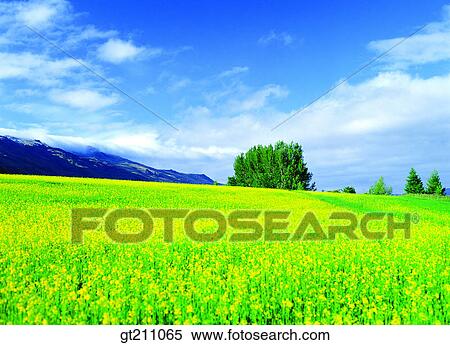 rapegarden, flower farm, flower garden, rape flower, garden View Large Photo Image Stock Photography - rapegarden, flower farm, flower garden, rape flower, garden. Fotosearch