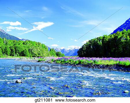 river, bank, embankment, levee, garden, flower farm, flower garden View Large Photo Image Stock Image - river, bank, embankment, levee, garden, flower farm, flower garden. Fotosearch