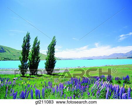 river, tree, grassland, field, plain, lawn, grass View Large Photo Image Stock Image - river, tree, grassland, field, plain, lawn, grass. Fotosearch
