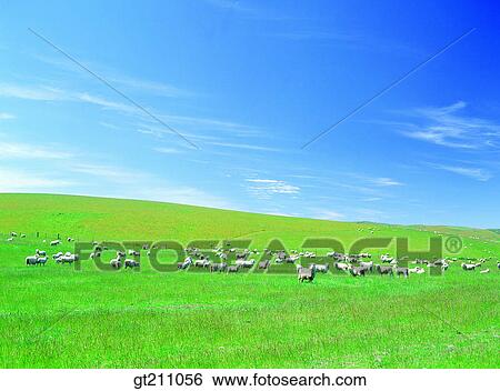 Stock Photograph - sheep, lawn, grass, field, plain, grassland, sheep. Fotosearch