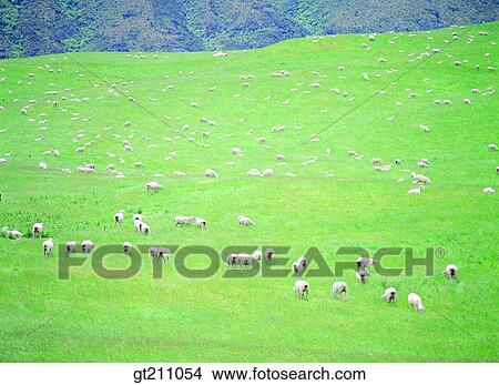 Picture - sheep, lawn, grass, grassland, field, plain, sheep. Fotosearch