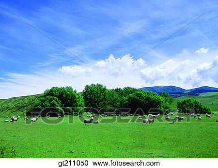 sheep, lawn, grass, grassland, field, plain, tree View Large Photo Image Stock Image - sheep, lawn, grass, grassland, field, plain, tree. Fotosearch