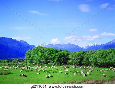 sheep, lawn, grass, grassland, field, plain, tree View Large Photo Image Stock Image - sheep, lawn, grass, grassland, field, plain, tree. Fotosearch