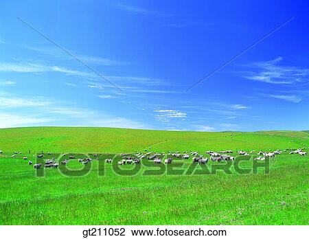 sheep, lawn, grass, grassland, field, plain, sheep View Large Photo Image Stock Image - sheep, lawn, grass, grassland, field, plain, sheep. Fotosearch