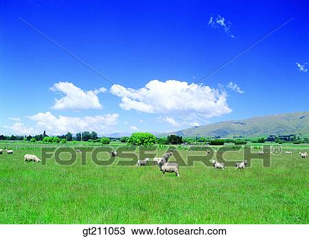 sheep, lawn, grass, grassland, field, plain, grass View Large Photo Image Stock Image - sheep, lawn, grass, grassland, field, plain, grass. Fotosearch