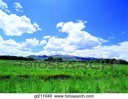 Stock Photo - sheep, lawn, grass, grassland, field, plain, tree. Fotosearch