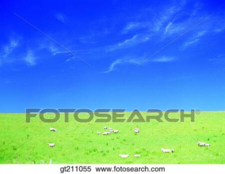 sheep, lawn, grass, grassland, field, plain, sheep View Large Photo Image Stock Photography - sheep, lawn, grass, grassland, field, plain, sheep. Fotosearch