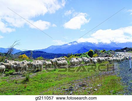 sheep, lawn, grass, sheep, picnic, street, road View Large Photo Image Stock Photo - sheep, lawn, grass, sheep, picnic, street, road. Fotosearch