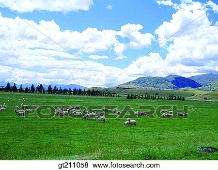 sheep, sheep, lawn, grass, grassland, field, plain View Large Photo Image Stock Photo - sheep, sheep, lawn, grass, grassland, field, plain. Fotosearch