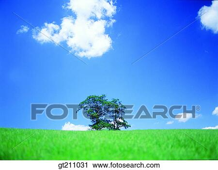 sky, cloud, clouds, grassland, field, plain, lawn View Large Photo Image Stock Image - sky, cloud, clouds, grassland, field, plain, lawn. Fotosearch