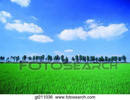 Stock Photograph - sky, cloud, clouds, grassland, field, plain, lawn. Fotosearch