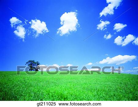 sky, cloud, clouds, grassland, lawn, grass, field View Large Photo Image Stock Photography - sky, cloud, clouds, grassland, lawn, grass, field. Fotosearch