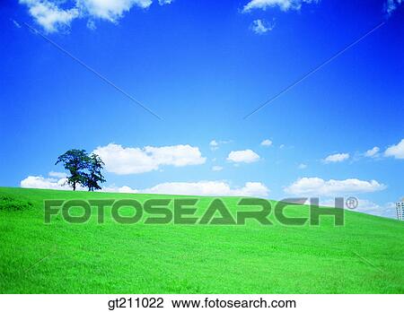 sky, grassland, lawn, grass, tree, one, cloud View Large Photo Image Stock Image - sky, grassland, lawn, grass, tree, one, cloud. Fotosearch