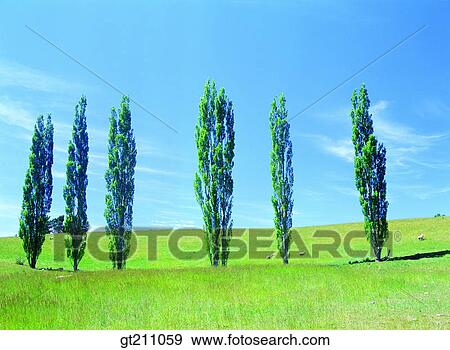 street tree, lawn, grass, grassland, field, plain, sheep View Large Photo Image Stock Photo - street tree, lawn, grass, grassland, field, plain, sheep. Fotosearch