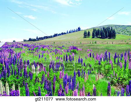 wild flower, garden, flower farm, flower garden, field, plain, grassland View Large Photo Image Stock Photo - wild flower, garden, flower farm, flower garden, field, plain, grassland. Fotosearch