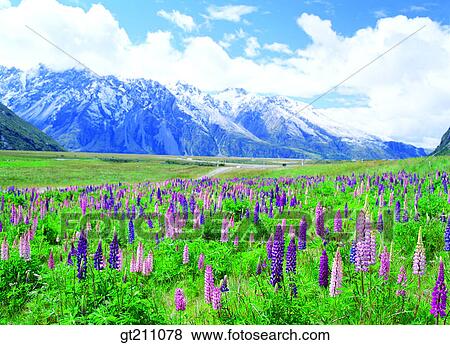 wild flower, garden, flower farm, flower garden, field, plain, grassland View Large Photo Image Stock Photo - wild flower, garden, flower farm, flower garden, field, plain, grassland. Fotosearch