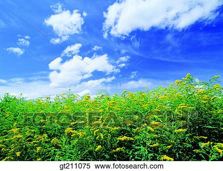 wild flower, garden, flower farm, flower garden, sky, cloud, clouds View Large Photo Image Stock Photography - wild flower, garden, flower farm, flower garden, sky, cloud, clouds. Fotosearch
