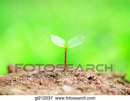 Stock Photo - green, boat, background, scenery, nature, natural image, outdoor. Fotosearch