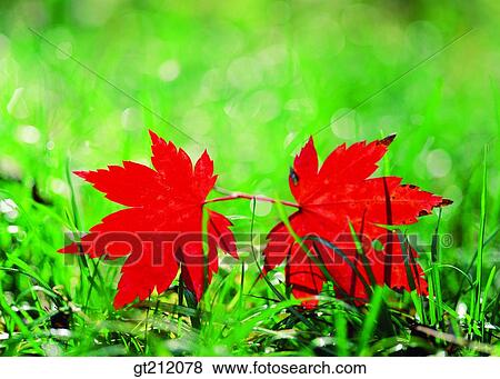 maple, fallen leaf, dead leaves, grass, maple, leaf, leaves View Large Photo Image Stock Photo - maple, fallen leaf, dead leaves, grass, maple, leaf, leaves. Fotosearch