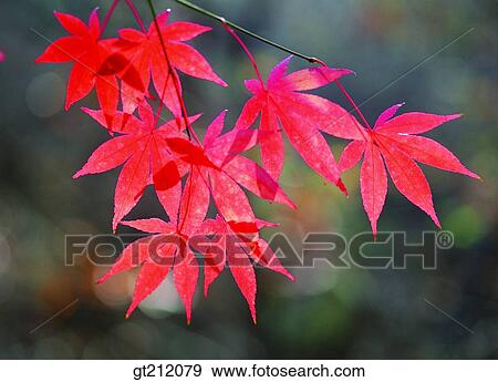 maple, fallen leaf, dead leaves, grass, grass, meadow, maple View Large Photo Image Stock Photo - maple, fallen leaf, dead leaves, grass, grass, meadow, maple. Fotosearch