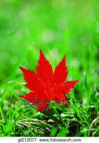 maple, fallen leaf, dead leaves, leaf, leaves, bine, vine View Large Photo Image Stock Photo - maple, fallen leaf, dead leaves, leaf, leaves, bine, vine. Fotosearch