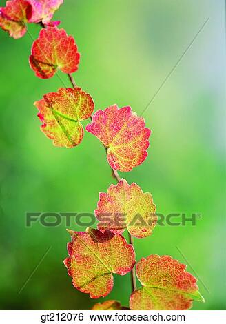 maple, fallen leaf, dead leaves, leaf, leaves, bine, vine View Large Photo Image Stock Photograph - maple, fallen leaf, dead leaves, leaf, leaves, bine, vine. Fotosearch