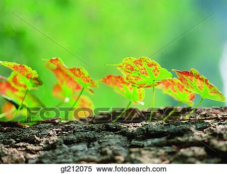 maple, fallen leaf, dead leaves, leaf, leaves, vine, nature View Large Photo Image Stock Photography - maple, fallen leaf, dead leaves, leaf, leaves, vine, nature. Fotosearch