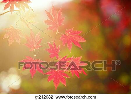 maple, fallen leaf, dead leaves, maple, background, nature, natural image View Large Photo Image Stock Image - maple, fallen leaf, dead leaves, maple, background, nature, natural image. Fotosearch