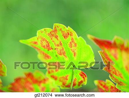 maple, fallen leaf, dead leaves, branch, leaf, leaves, nature View Large Photo Image Picture - maple, fallen leaf, dead leaves, branch, leaf, leaves, nature. Fotosearch