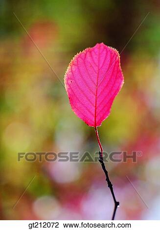 maple, fallen leaf, dead leaves, branch, leaf, leaves, nature View Large Photo Image Stock Image - maple, fallen leaf, dead leaves, branch, leaf, leaves, nature. Fotosearch