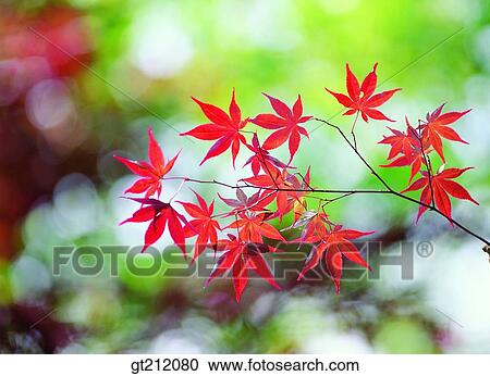 Stock Image - maple, fallen leaf, dead leaves, branch, maple tree, maple, leaf. Fotosearch